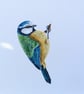 Blue Tit Bird Acrylic Painting  - Image 2