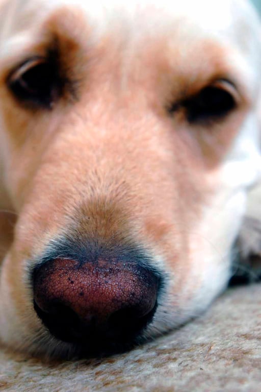 Golden Retriever Dog Portrait Photograph Print