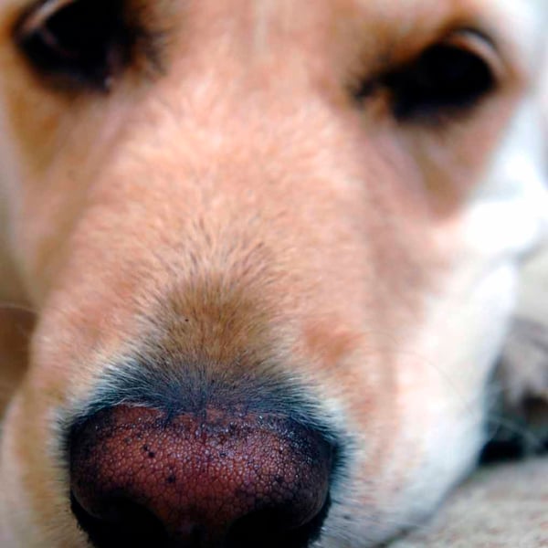 Golden Retriever Dog Portrait Photograph Print