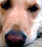 Golden Retriever Dog Portrait Photograph Print