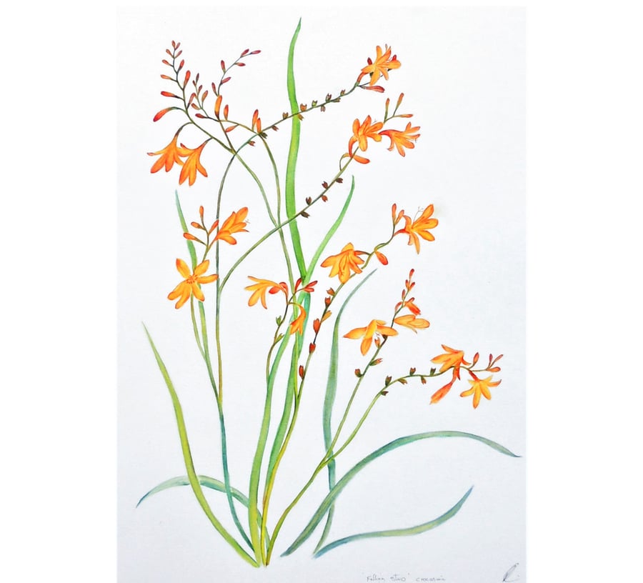 Flower Botanical Watercolour Original Painting of Orange Monbretia Plant