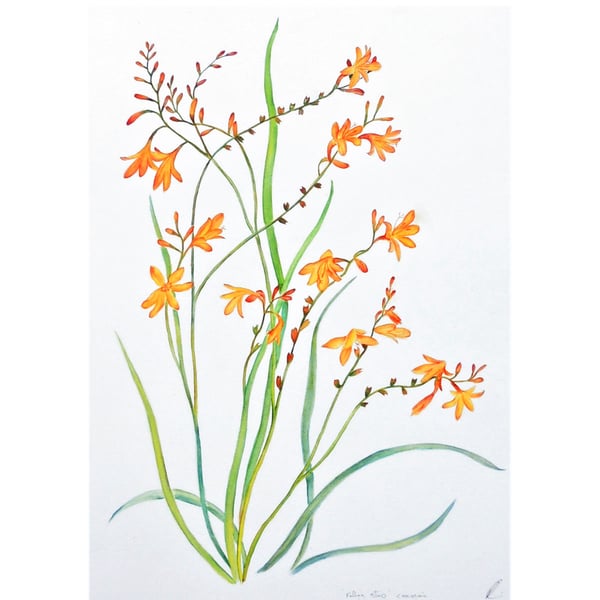 Flower Botanical Watercolour  Montbretia Lily Fine Art Painting 