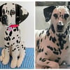 Dalmatian Keepsakes