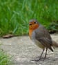Pack of 6 Robin Cards - Image 6
