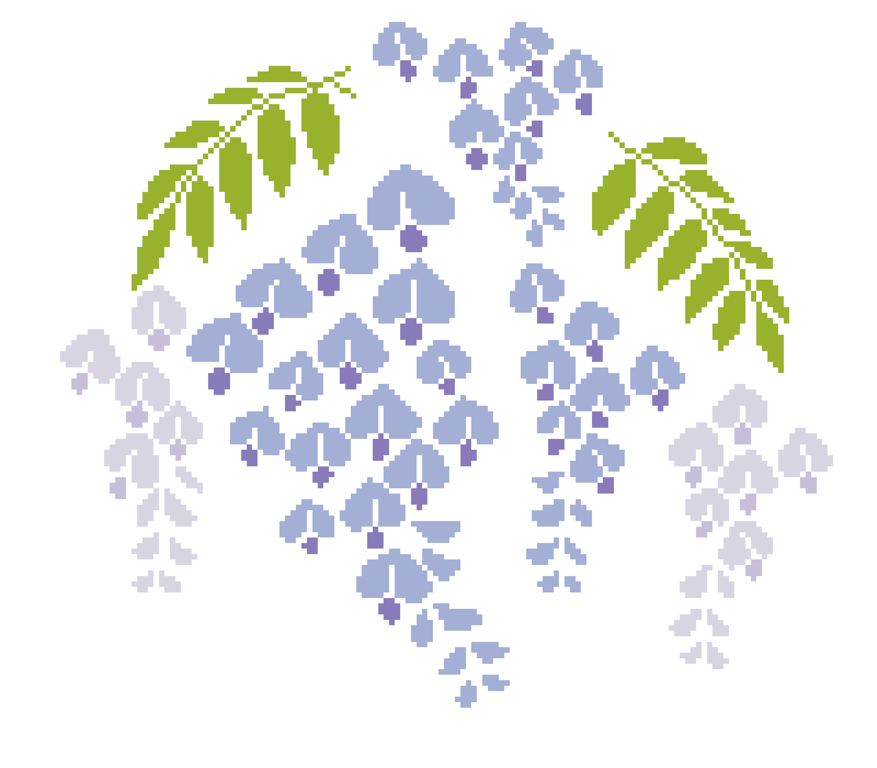 008 Wisteria Floribunda flowers - Beautiful violet April flora - Mothers DayGift