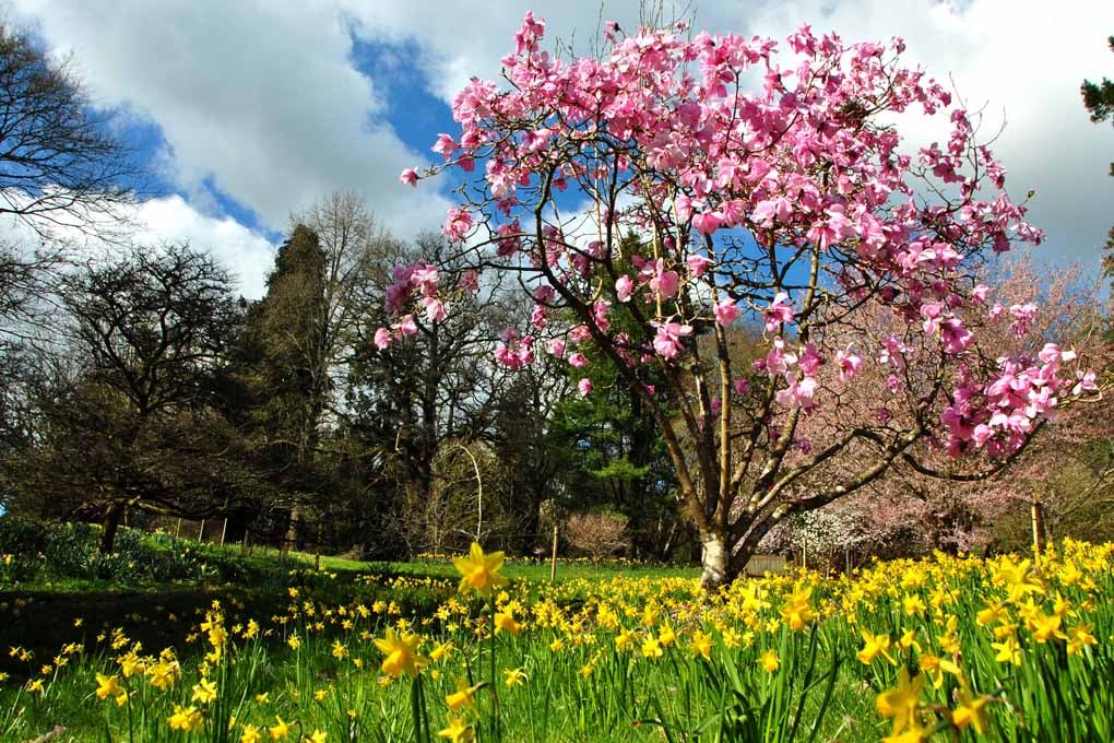 Magnolia Tree Batsford Arboretum Cotswolds UK 18"X12" Print