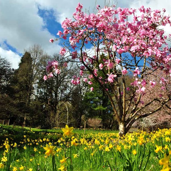 Magnolia Tree Batsford Arboretum Cotswolds UK 18"X12" Print