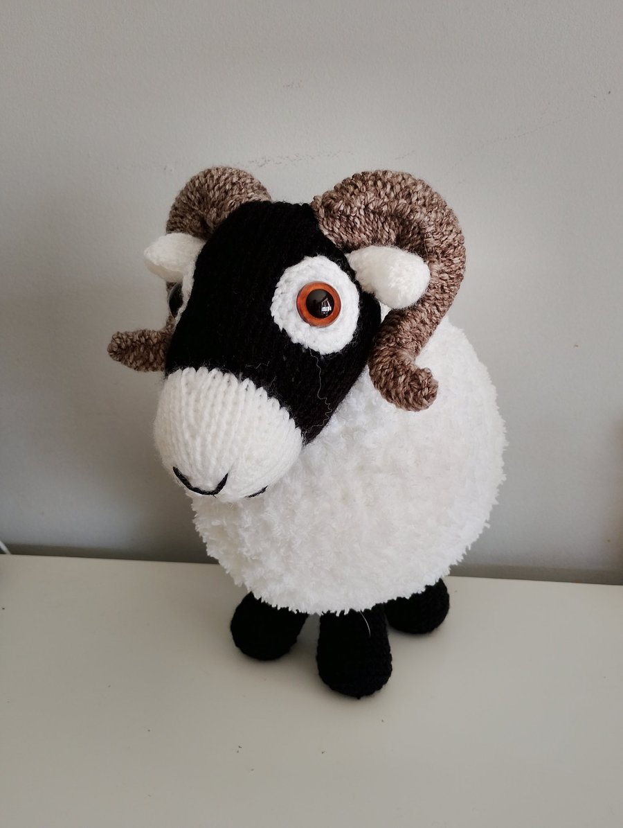 Sammy the Swaledale Sheep