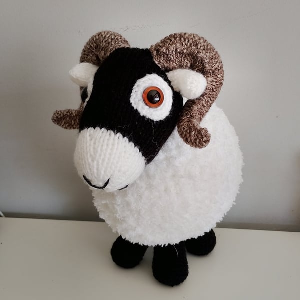 Sammy the Swaledale Sheep