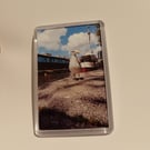 Bristol Nautical Seagull Bird Photography Fridge Magnet 