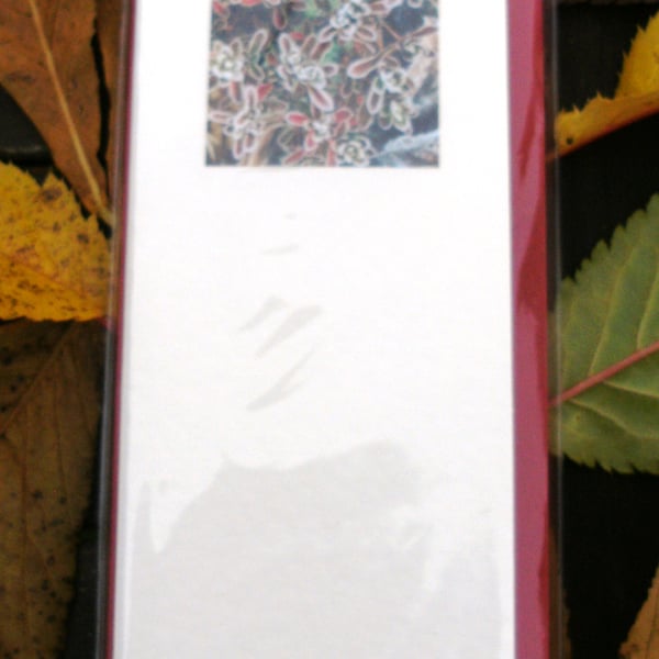 5 x PHOTO CARDS - Frosty Cotonyaster