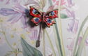 Butterfly & Insects
