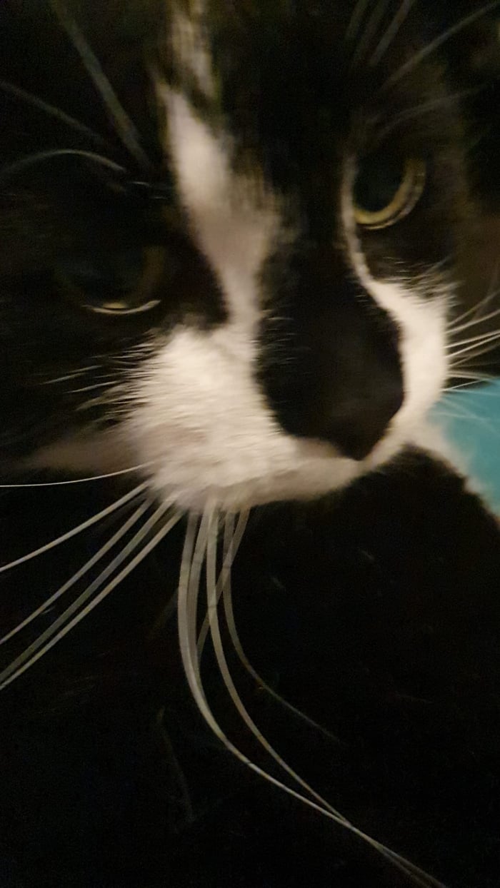 Puddingtonpotts Gift Shop