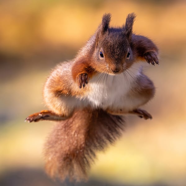 Red Squirrel print (Limited edition of 10)