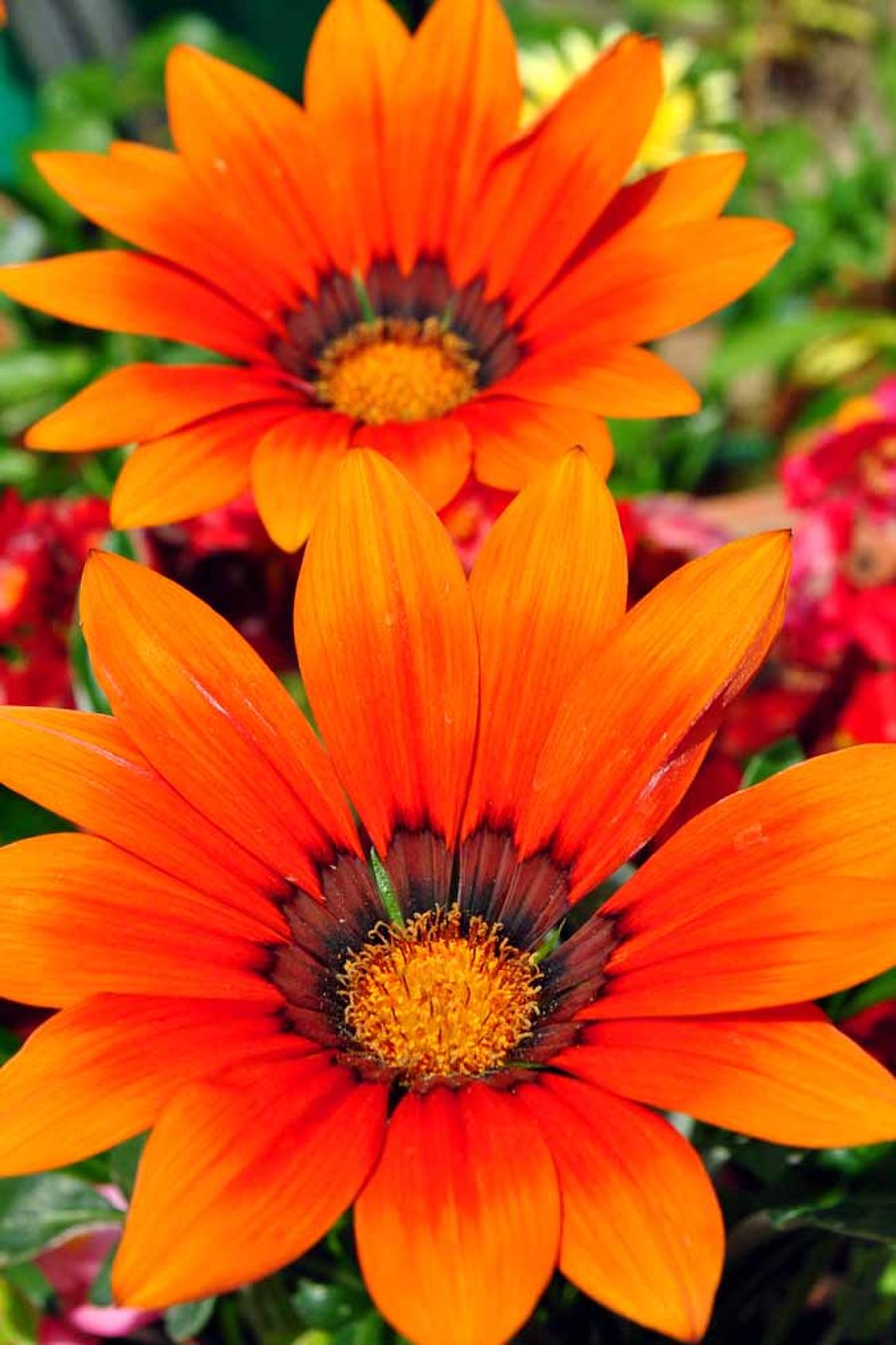 Orange Gazania African Daisies Summer Flower Photograph Print