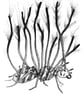 Black & White Ant Art Print Illustration Nature Meets Horror with Cordyceps Fung - Image 3