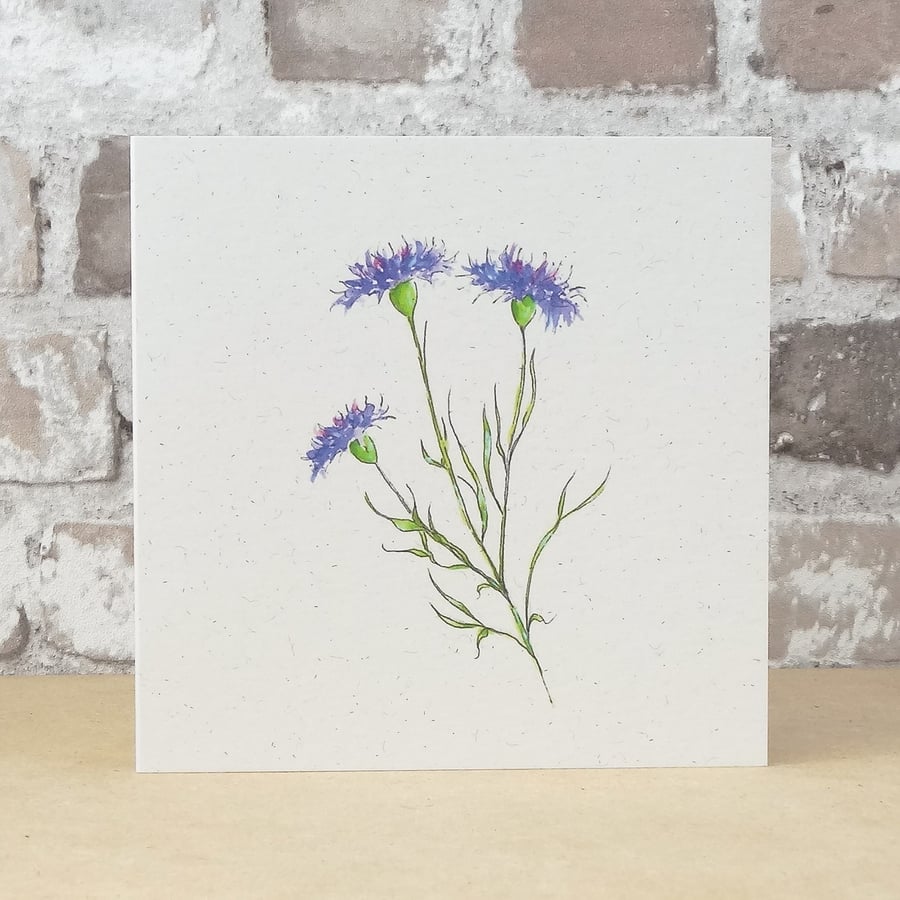 Blank Greeting Card Wildflower 'Cornflower Eco Friendly