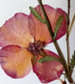 Handmade Pressed Flowers. Original Design. A4 size. - Image 6