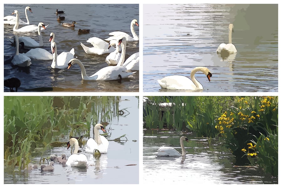 Swan Greeting Art Card A5 