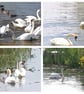 Swan Greeting Art Card A5  - Image 1