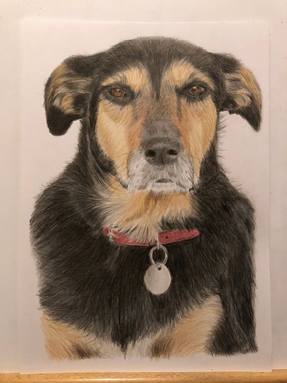 A4 Custom Pet Portrait made with Coloured Pencil
