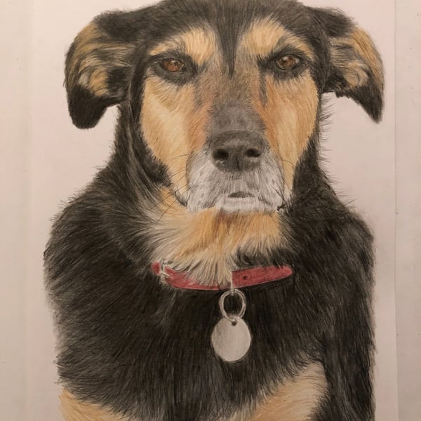 A4 Custom Pet Portrait made with Coloured Pencil