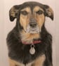 A4 Custom Pet Portrait made with Coloured Pencil - Image 1