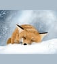 Original Sleeping Fox, Watercolour and Gouache Painting A4