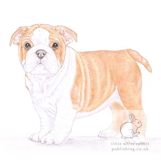 Winnie the English Bulldog - Blank Card
