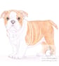 Winnie the English Bulldog - Blank Card - Image 1