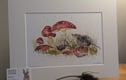Woodland and Hedgerow Collection