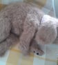Knitted Puppy, dotpebbles knits design  - Image 5