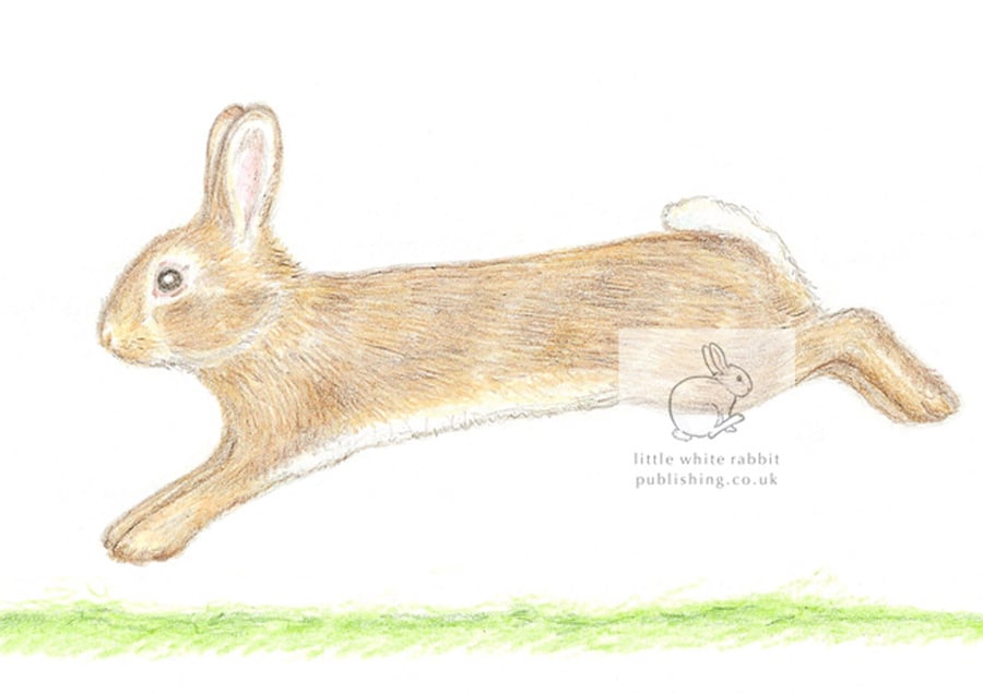 Little Wild Rabbit Jumping - Blank Card