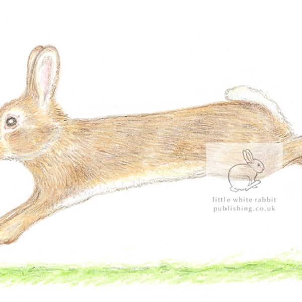 Little Wild Rabbit Jumping - Blank Card