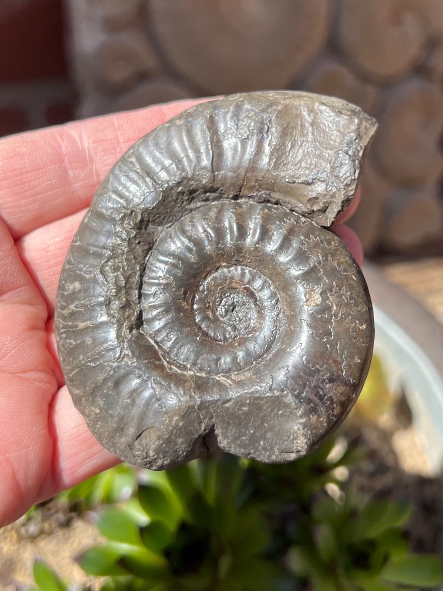 Whitby Ammonite traditionally prepared and beeswax polished from Jurrasic Coast 