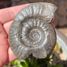Whitby Ammonite traditionally prepared and beeswax polished from Jurrasic Coast 