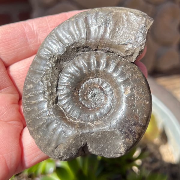 Whitby Ammonite traditionally prepared and beeswax polished from Jurrasic Coast 