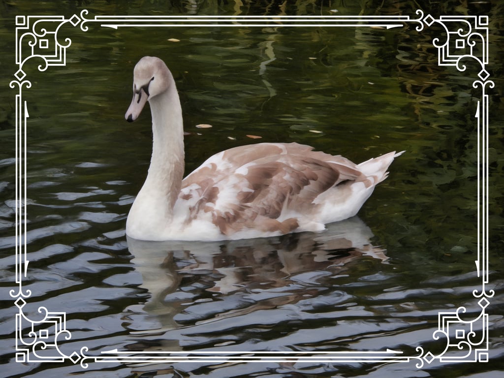 Cygnet Swan Greeting Card A5