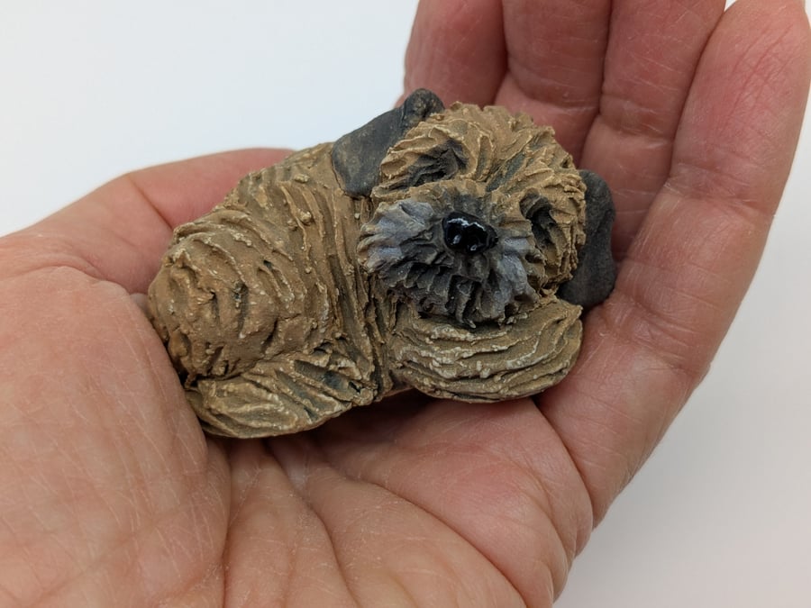 Mini Curled Border Terrier 2