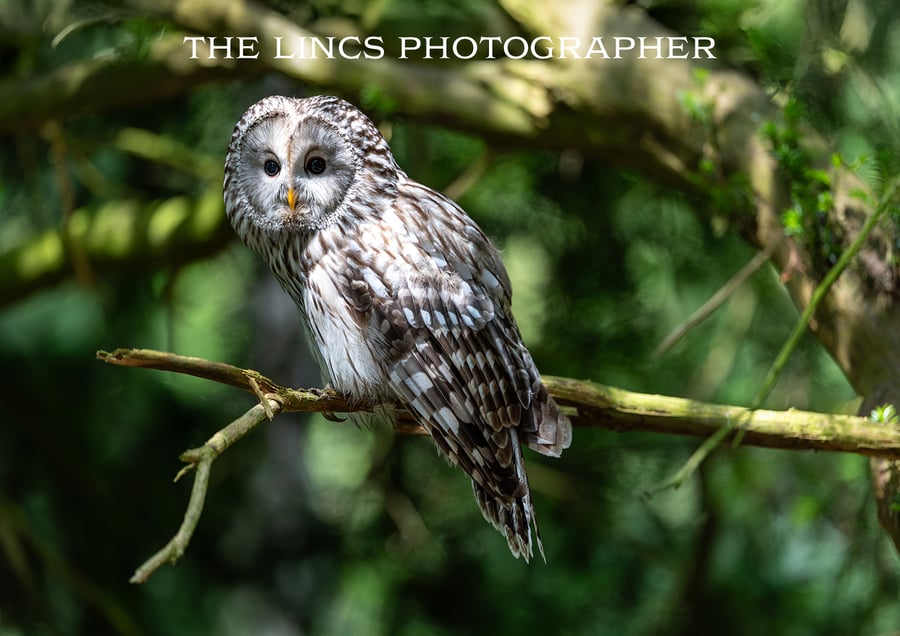 Ural Owl print (Limited edition of 10)