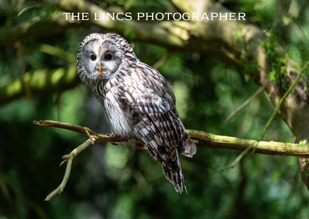 Ural Owl print (Limited edition of 10)
