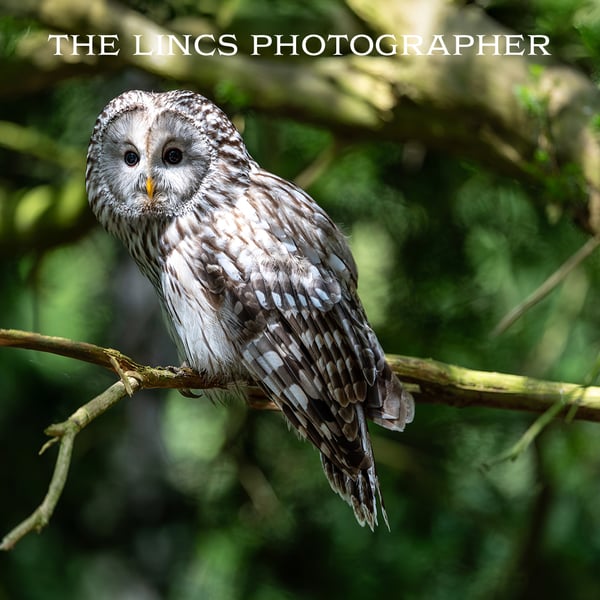 Ural Owl print (Limited edition of 10)
