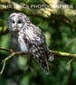 Ural Owl print (Limited edition of 10)