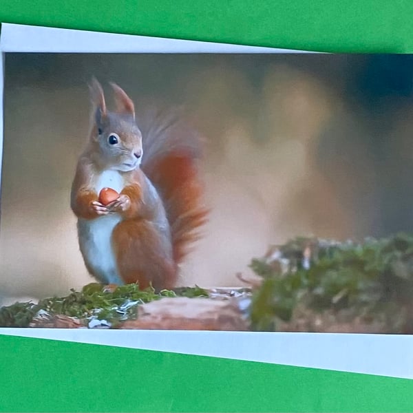 Red Squirrel Holding a Nut - Photographic Print Greetings Card