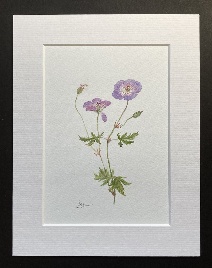 Wood crane's-bill (Geranium sylvaticum)