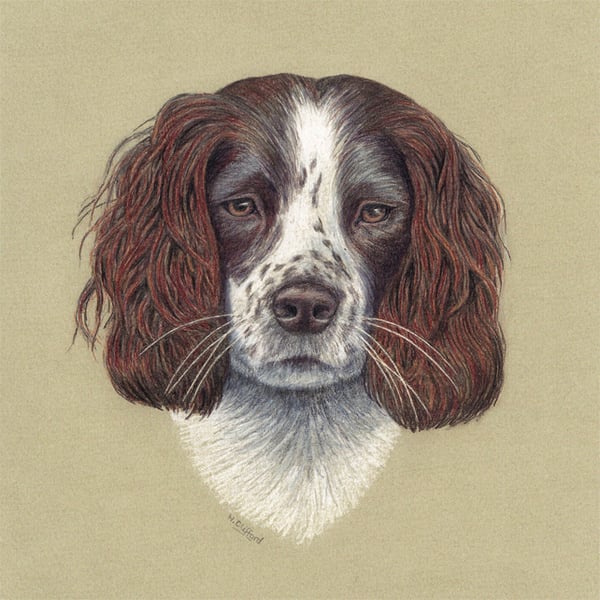 Springer Spaniel Dog Fine Art Print