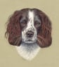 Springer Spaniel Dog Fine Art Print - Image 1