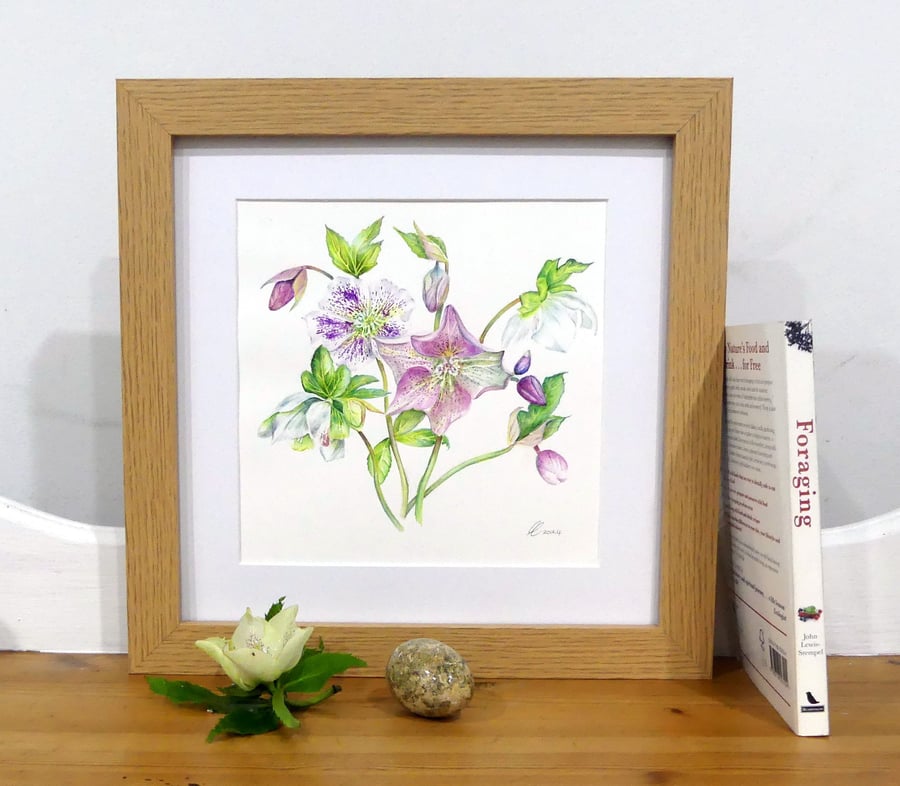 Hellebores Framed Original Botanical Watercolour Painting