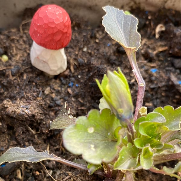 Hand-carved Toadstool Plant Pal