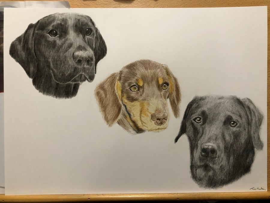 A3 Custom pet portrait for three pets made with coloured pencil